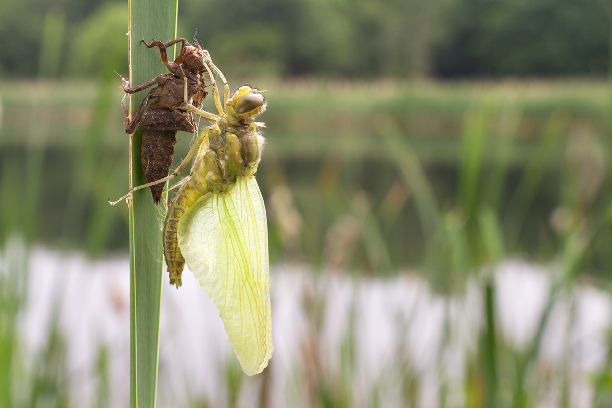 Black-Tailed Skimmer and Exuvia